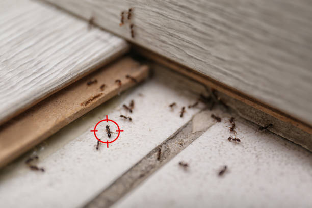 Best Ant Control  in Walnut, CA